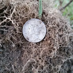 1940 Mercury Dime I found along a sidewalk strip.