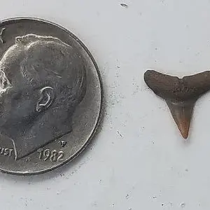 20160705 sharks tooth found at the bottom of my Stealth scoop.