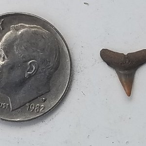 20160705 sharks tooth found at the bottom of my Stealth scoop.