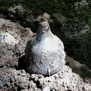 1700s black glass liquor/wine bottle-intact except for the lip