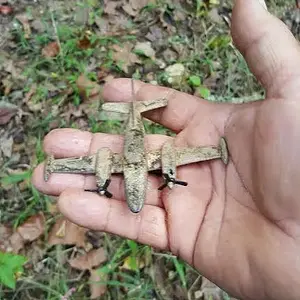 Found this baby in a local river bed. From its looks I think it might have been lost shortly after the child received it.