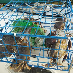 Delicious dungeness