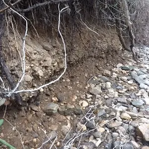 Fine and flour gold, along with black sands, and other heavies throughout the cobble, Creekside.