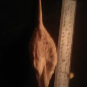 wrdfossil a3