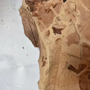DSC 0012