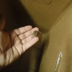 008.
Little Toad, had to hurry he was "Hoppy"