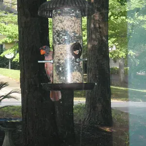 158.
Mama Cardinal don't have to be/look pretty.
Still is tho.