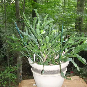 P9010296