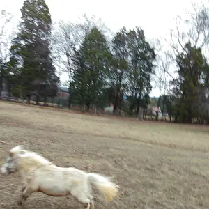 littleponey