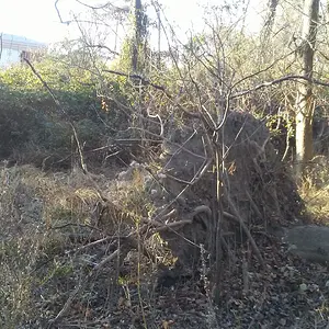 uprooted tree where artifacts were found.