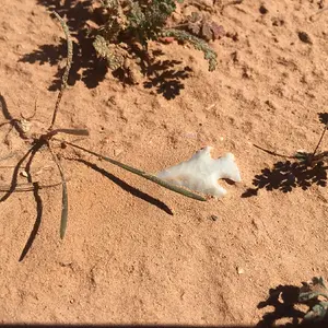 In Situ Point - Texas