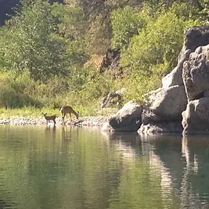 Yuba River Downieville Ca.