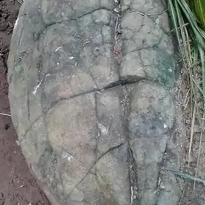 Tutrle: Northern Mindanao- Bayugan / San Fransico. (New Site 2018).