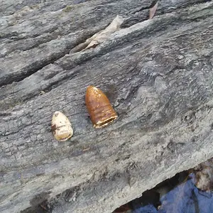.58 & ? small cal..