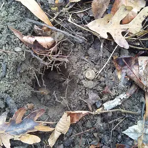 mushroomed small cal..