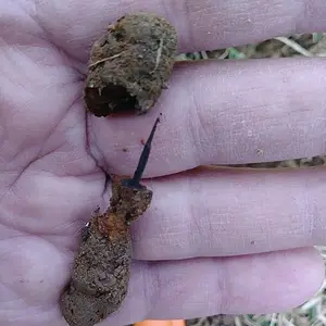 metal detecting whites spectra v3i 8
