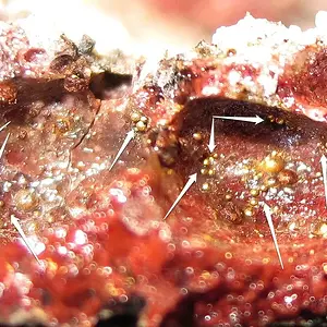 Extremely rare Red Trinitite w 
Unknown golden bubbles attached to this Atomic Bomb Glass