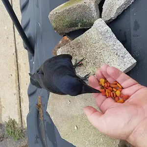 "Blitz"   our local tame crow