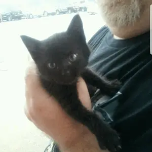 "Jynx"...one of my 5 feral cats I gave a home to