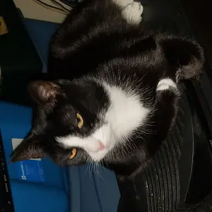 "Willow"...another rescue