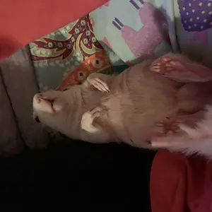 Begging for a belly rub.