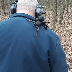 Tarantula