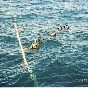 AtochaDive7: One of the dive groups, about 53' above the Atocha main pile.