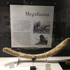 Rochester Mastodon