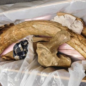 Columbian Mammoth - partial tusk found with associated partial pelvis in a gravel pit near New Ulm MN in the summer of 2020.