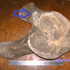Columbian Mammoth - partial hip found in a gravel pit (along with tusk) near New Ulm MN in the summer of 2020.