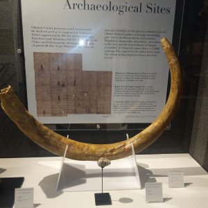 Rochester, MN - Mammoth tooth and tusk.