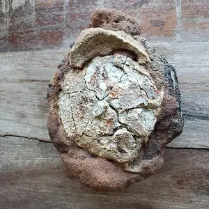 Whitworth Shell Fragment