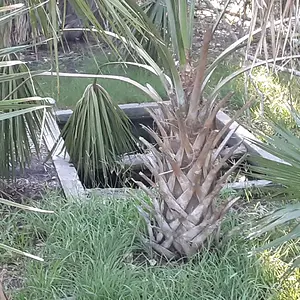 wakulla beach