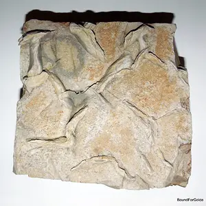 Fossil slab