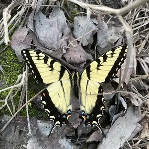 monarch.JPG