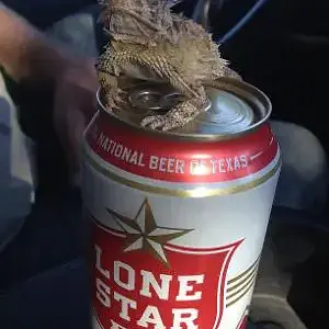 horny toad.jpg