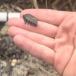 Beautiful cow shark tooth found in central Florida