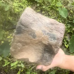 Whale vertebrae! Found in central Florida