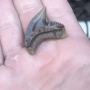 Beautiful orange colored tiger shark tooth!