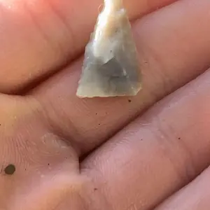 Nice pinellas point I found in north Florida!