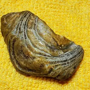 Media '20240702_144837.jpg' in album 'Unknown Rocks/Fossils'