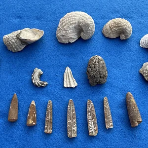 Media 'Some fossils I found at the C&D canal in Delaware City, Delaware.' in album 'Some fossils I found at the C&D Canal.'