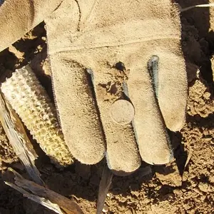 Seated Silver Coming out of a Cornfield