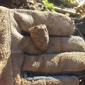 .69 cal Minieball - Freshly recovered .69 cal minie at a picket post, 2007