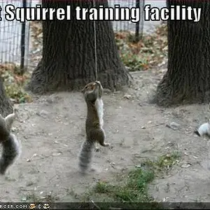 more Squirrel Jedi training