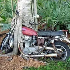 bike eating tree