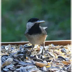 Chickadee - Chickadee feeding from my bird table.