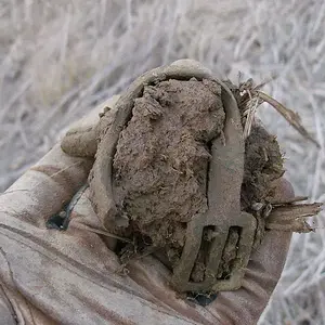 CW Spur from a plowed field.