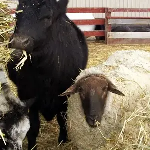 Friends - Our angus heifer and her buddy, our ram. best of friends