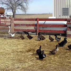Follow the leader - One of our geese who thinks he is a duck, leads the duck flock